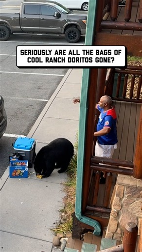 don't feed the bears unless they're really hungry 🐻 🤣