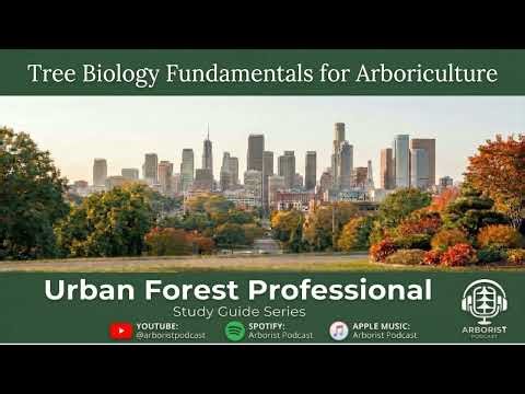 Tree Biology Fundamentals: CODIT, Photosynthesis & Root Systems (Ep.27) #UrbanForestry #ISAExam