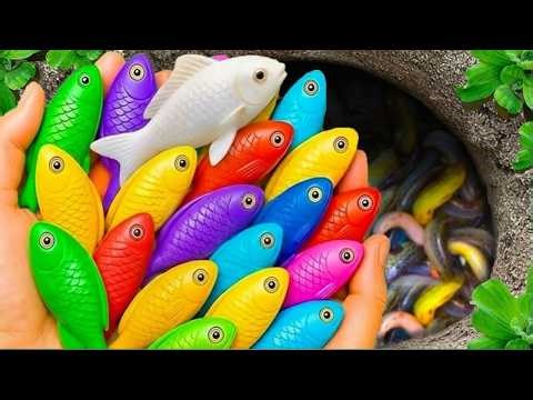 Catch beautiful aquarium fish in small pond baby turtles, pencil fish, nemo fish, guppies, iguanas