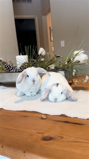 Adorable Mini Plush Lop Baby Bunnies to Melt Your Heart