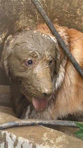 This Golden Retriever Loves Playing in Water and Mud