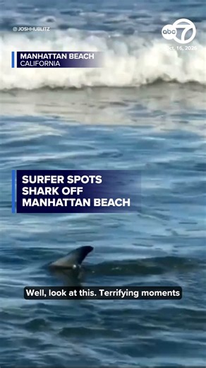 ABC7 Eyewitness News on X: "A surfer in Manhattan Beach caught more than just waves recently. 🦈 Video posted to social media shows a shark swimming close to shore. Its dorsal fin is clearly visible as it glides through the water. Read more: https://t.co/XBENMquHcM" / X