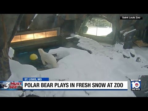 Polar Bear caught on camera enjoying fresh snowfall inside St. Louis Zoo