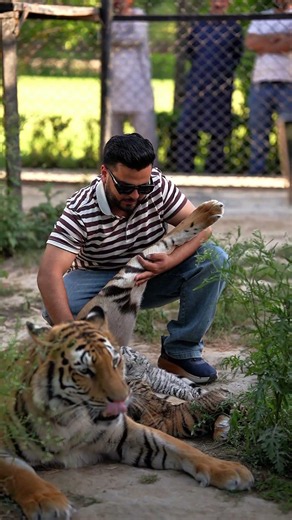 Helping Tiger Cubs to Feed Direct from Mothers Nipple | Nouman Hassan