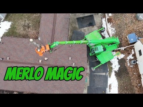 Destroying a HUGE Maple Tree with a Merlo