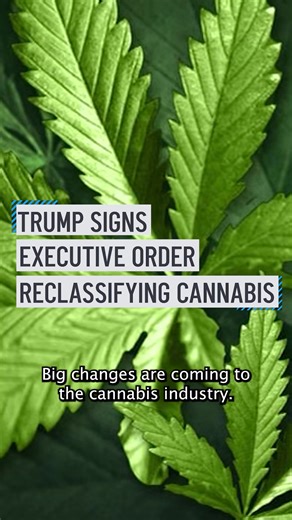 Cannabis Drug Classification