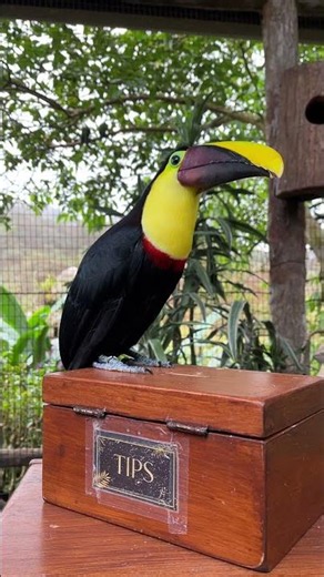Toucan #costarica #birds #parrot
