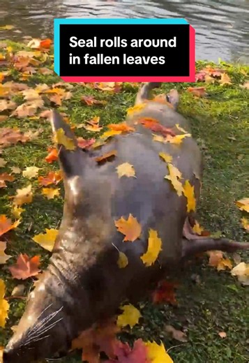 Footage shows a 26-year-old gray seal named Dawid rolling around in vibrant fall leaves at a Polish zoo. #seal #zoo #poland