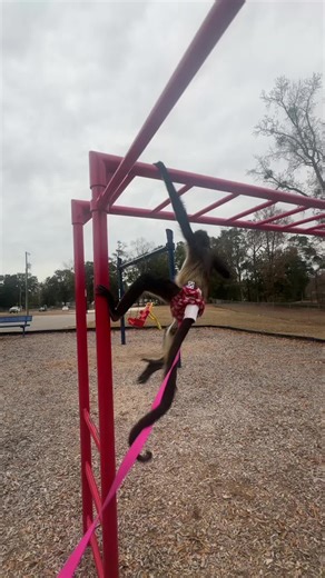 Playful Baby Monkeys Enjoy a Park Day