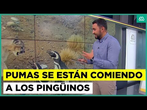Fenómeno nunca antes visto en la Patagonia argentina: pumas se están comiendo a los pingüinos
