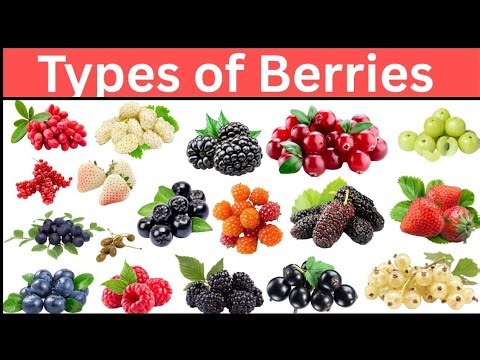 Types of Berries || Learn All Berry Names in English with Pictures @littlekiddieworld 