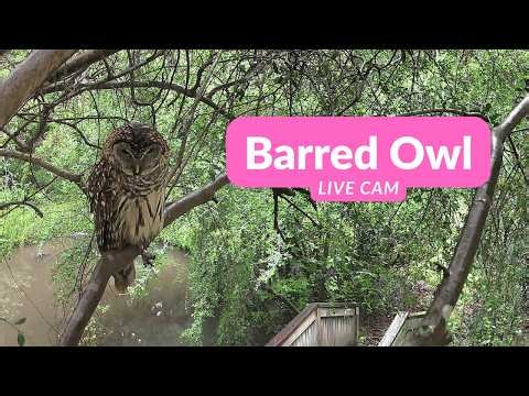 🔴 LIVE Barred Owl Roosting Cam 🦉 | Pond Camera | October 29, 2026