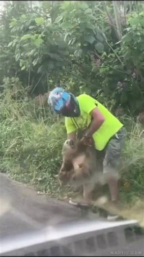 SLOTH VS. MAN: SLOTH HAS DEATH GRIP ON MAN AFTER HELPING HIM ACROSS ROAD (NO INJURIES) SLOTH 3X STRO