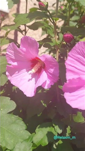 Pink Mulberries.