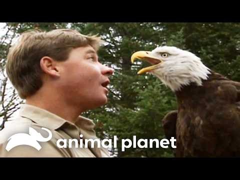 Steve vs. Birds & Beasts! 🐦 The Crocodile Hunter | Animal Planet
