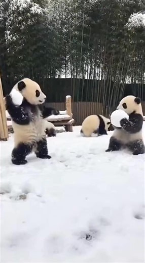 Love.panda on Instagram: "打雪仗咯 #大熊猫 #reels #panda #happy #funny"