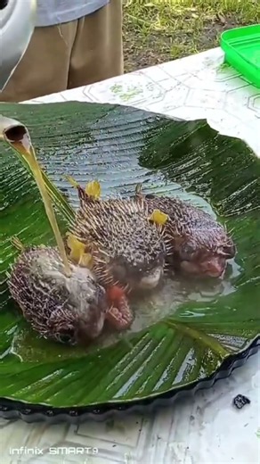 3 Strange Puffer Fish You've Never Seen Before! 🐡😱 | Amazing Seafood Discovery