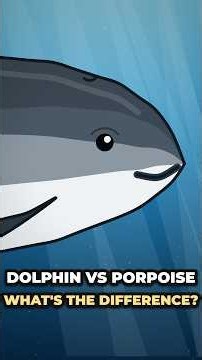 Dolphin vs Porpoise: What's the Difference?