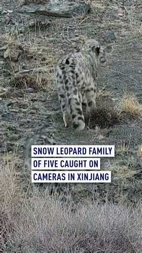 ⁠⁠⁠⁠⁠⁠⁠Infrared cameras have captured rare scenes of an adult female snow leopard and her four cubs in China’s Xinjiang Uygur Autonomous Region. It is the first time that five wild snow leopards have been recorded on camera moving as a pack in that area.Snow leopards, under China's first-class national protection, are mainly found in high-altitude mountainous regions. #China #leopard #xinjiang #gogreen