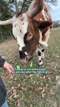 1200-Pound 'Puppy' Uses His Horns To Destroy Everything In Sight | The Dodo