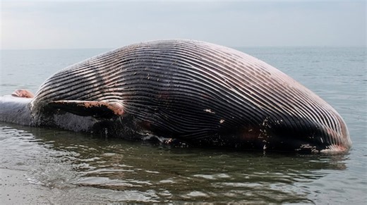 They thought the whale was safe to move - then it exploded