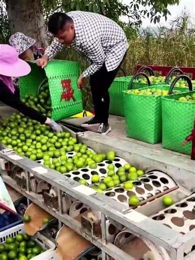 Separating process of lemons of different sizes using a sorting machine