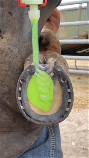 Why is this green liquid poured into a horse's hoof? #shorts