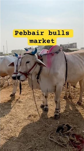 Telangana's Bull Market EXPLODES WON'T Believe These Gains