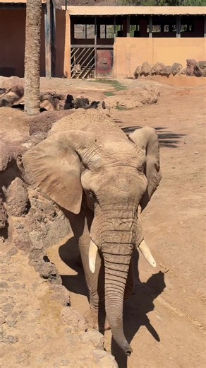 Oasis Wildlife Park Fuerteventura: A Look at the Animals 🦒
