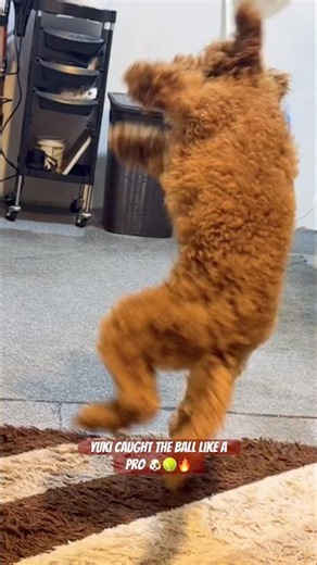 Yuki’s Insane Mid-Air Catch 🐶🎾 #poodle #dogshorts #shorts
