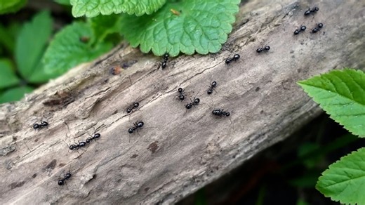 Brutal ant behavior that makes them the deadliest army in nature