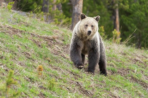 Bear spray is exploding in the trash near Yellowstone National Park