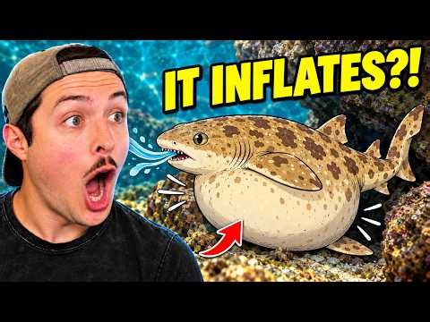 Rare Shark Facts You Didn't Know!