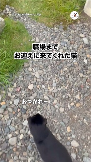 猫と一緒に帰る｜PECO