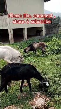 Assam goat farm #sagoli palon assam #goat farm in assam #goat #farming #shortvideo