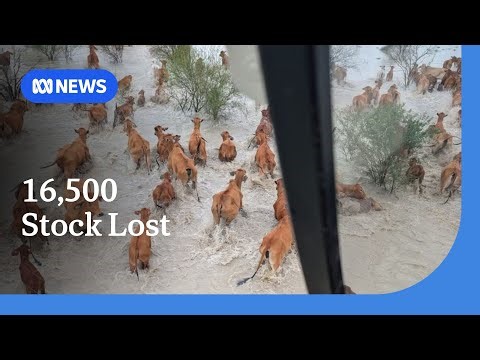 Queensland farmers assess stock loss, damage after floods peak | ABC NEWS
