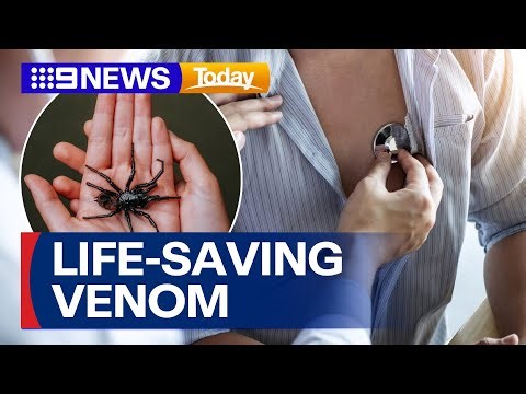 Funnel-web spider breakthrough | 9 News Australia