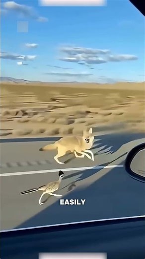 Why Is the Roadrunner Called the Fastest Bird in the World?