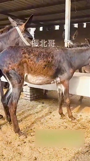 Funniest Donkey Ever Donkey Training the fun way 217