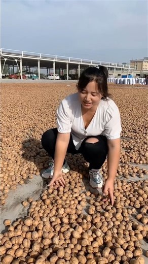 We have collected a large quantity of high quality walnuts from the orchard #farming #harvest