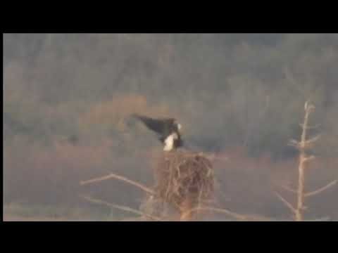 Bald Eagle mating
