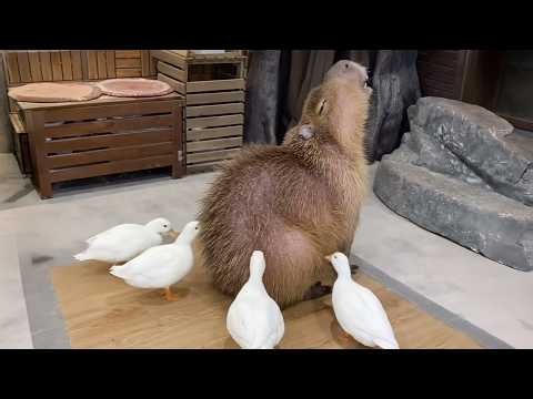 I've Never Seen So Many Hilarious Animals Before…! 😂 Funniest Pet Videos 2026