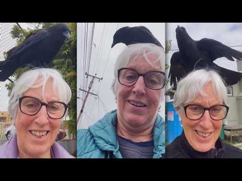 Crows Keep Landing On This Woman's Head