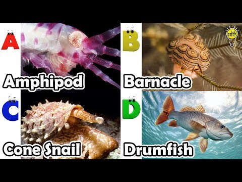 Amazing sea animals | ABC Sea Animals song | English and Animals for Kids #amphipod