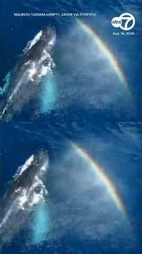 Magical moment rainbows form as whale exhales of CA coast