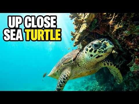 A Day in the Life of a Sea Turtle: Underwater Footage