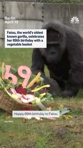 Fatou, the world's oldest known gorilla, celebrates her 69th birthday with a vegetable basket