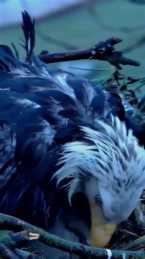 Decorah Hatchery Eagles Weather The Storm
