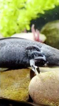 10 Amazing Axolotl Facts You Won’t Believe! 🦎🤯 /JimmantumWorld