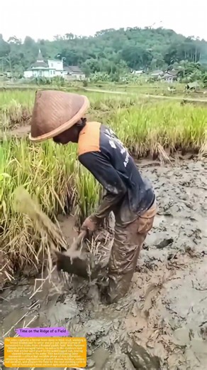 How Rice Farmers Uproot Harvested Stalks to Reset the Paddy